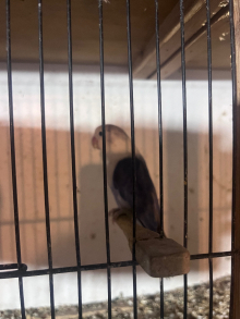 Breeding pair of lovebirds for sale