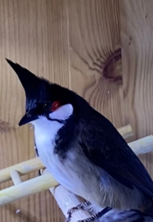 Hen red whiskered bulbul