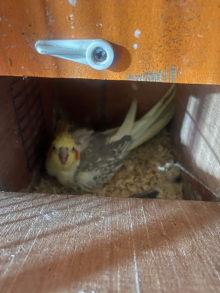 proven breeding pair of cockatiels fo...