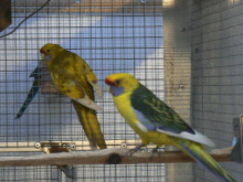Tazmianan pied cock