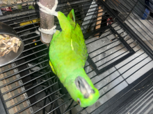 Proven Yellow Naped Amazon Male 
