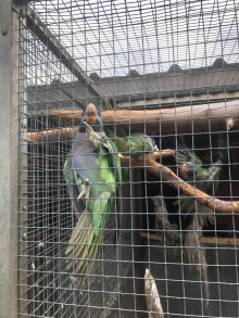 Derbyan parrot 2026