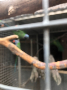 Derbyan parrots 