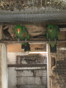 Eclectus cock bird x2
