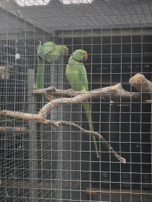 Indian ringnecks proven pair 