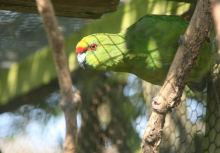 Yellow-fronted kakarikis- pure normals