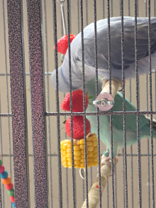Bonded pair Ringnecks Going to Stafford