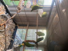 Birds 
