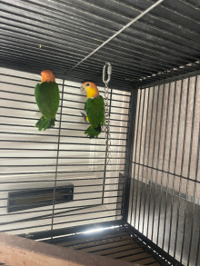Yellow Thai caiques 