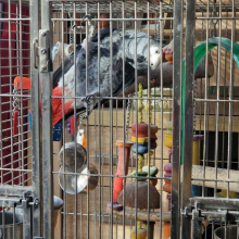African Grey 