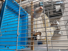 bengalese finch