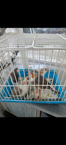 Zebra finch