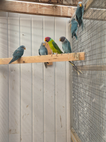 Blue plumhead 