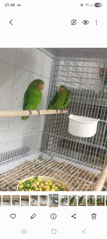 Abyssinian lovebirds