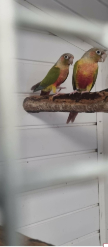 Pineapple high red conures