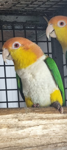 Yellow-thighed caique 