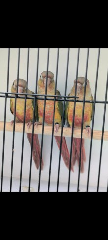 Pineapple conures 
