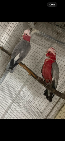 Proven breeding pair of gallas cockatoo
