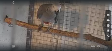 Breeding male African grey 