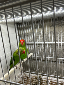 Lovely pair of Abbo lovebirds