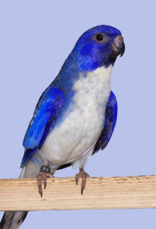 WANTED!! Violet or Blue Fronted Splendid