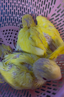 Handreared Lutino Ringneck Babies
