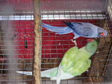 RINGNECKS