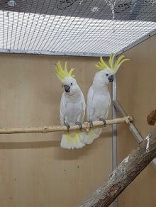 Pair of Sulphur Cockatoos