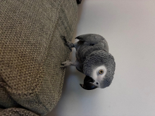 African grey hen