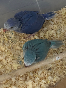 Hand-Reared Indian Ringneck Babies — ...