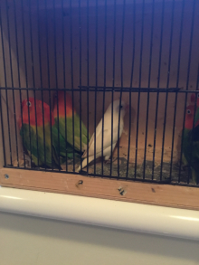 27 x opaline Fischer lovebirds 