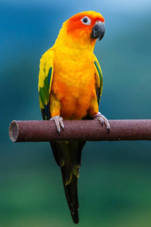 Wanted Sun Conure Hen