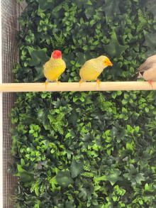 Wanted finches 