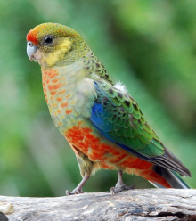 Stanley ( Western ) Rosella