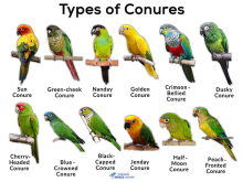 Conures (Not GCC)
