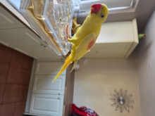 Lutino Alexandrine Hen