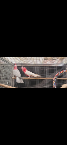 Lutino galah pair £2300