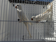 Albino Quaker 