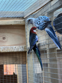 Parakeets 