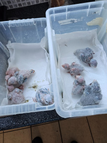 Hand reared baby conures