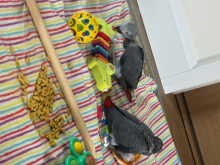 handreared african grey babies