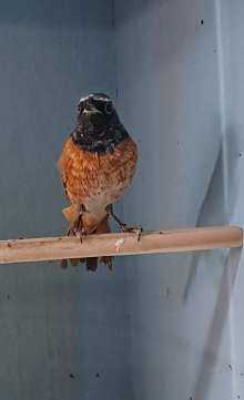 Redstart Cock