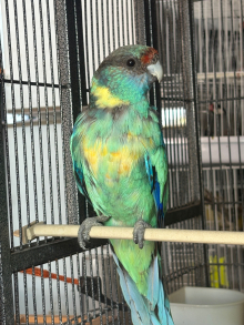 Banard parrot