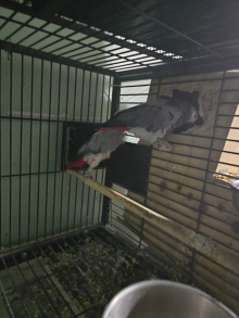 proven african grey pair