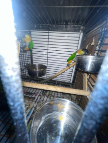 black headed caique pair 