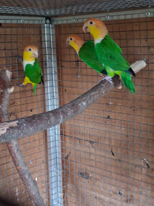   GT Caiques and Dusky Pionus