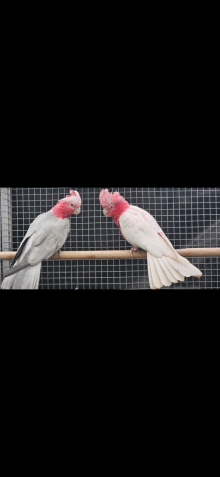 Lutino galah pair £2000