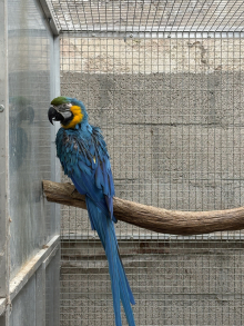 Blue & Gold macaw Male
