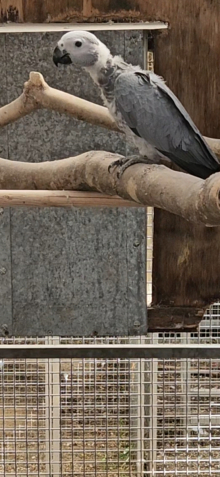 African grey hens