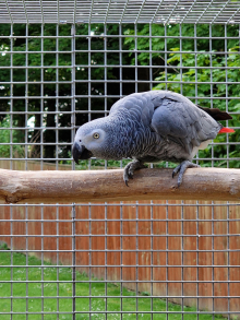 Hen African Grey 